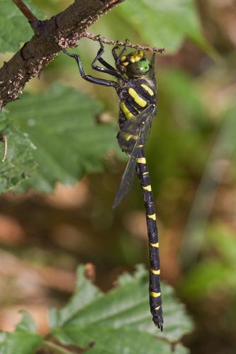 pásikavec / páskovec dvojzubý / Two-toothed Golden-ring