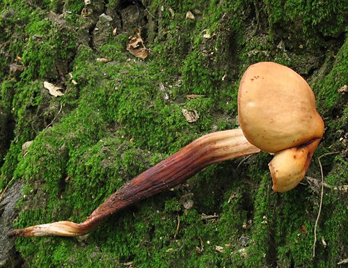 Peniazovka vretenohlúbiková