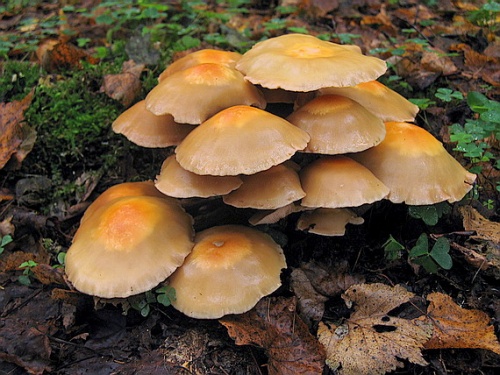 šupinovka menlivá / opěnka měnlivá