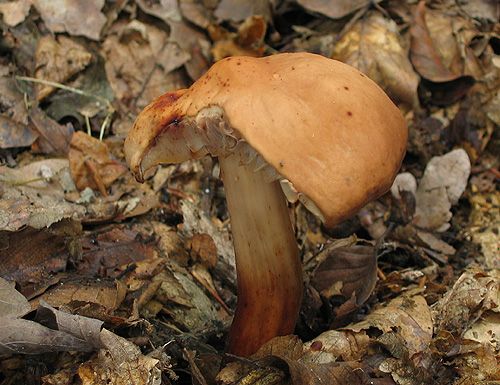 Peniazovka vretenohlúbiková