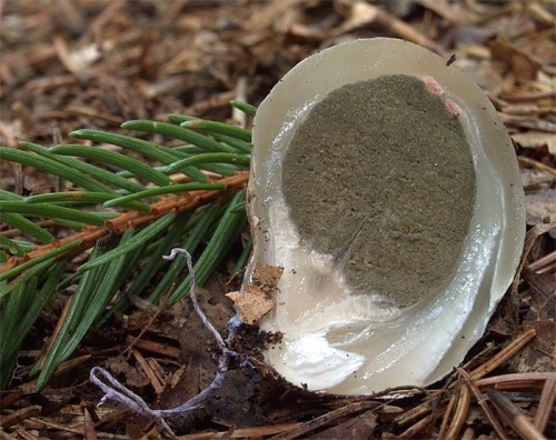 mrežovka kvetovitá / květnatec Archerův