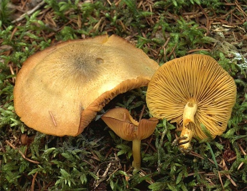 čírovec ozdobný / šafránka ozdobná