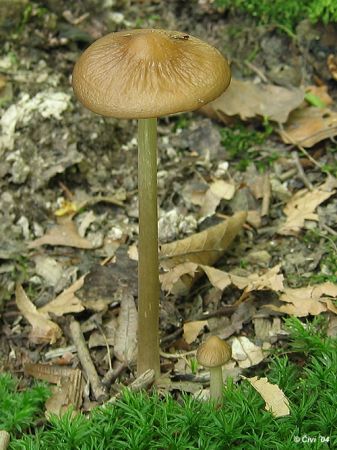 zamatka koreňujúca / penízovka kořenující