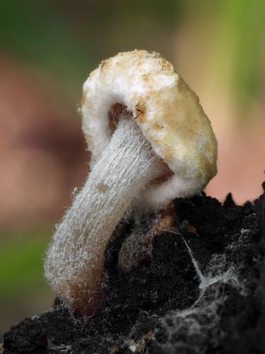 príživnica prášnicovitá / rovetka pýchavkovitá