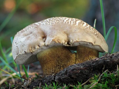 podhríb žlčový / hřib žlučník