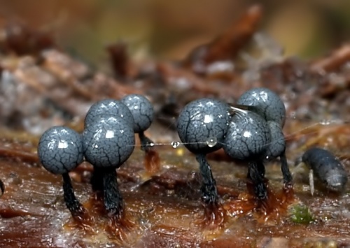 slizovka (bližšie neurčená)