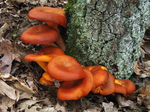 kališník hnedooranžový / hlíva olivová