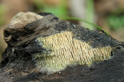 ihlohubkovka dvojvýtrusná