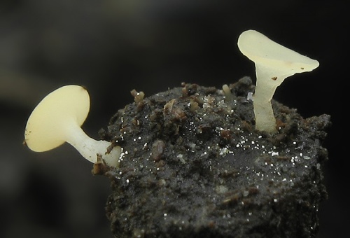 čiašočka (bližšie neurčená)