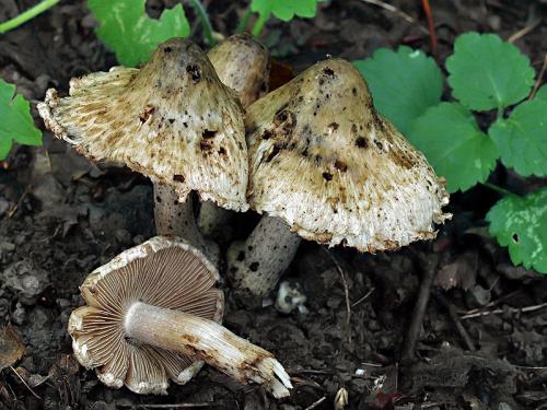 vláknica chochlačková / vláknice dymnivková
