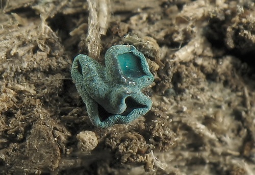 zelenica medenková / zelenitka měděnková