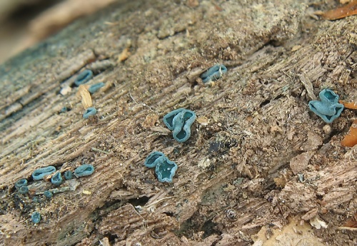 zelenica medenková / zelenitka měděnková