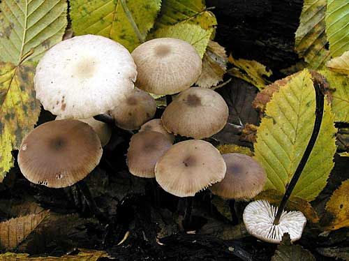 tanečnica cesnaková / špička cibulová