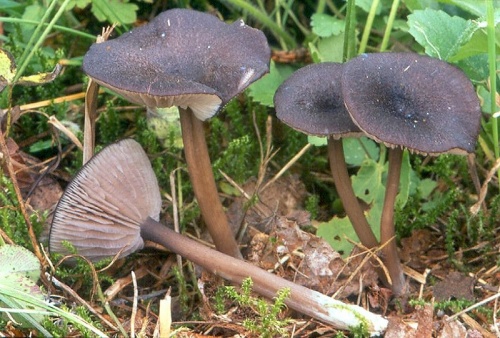 hodvábnica Mougeotova / závojenka Mougeotova