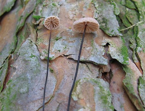 tanečnica čiernohlúbiková / špička žíněná