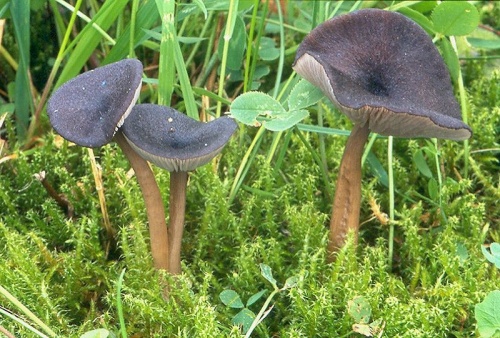 hodvábnica Mougeotova / závojenka Mougeotova