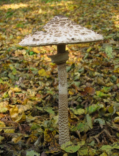 bedľa vysoká / bedla vysoká
