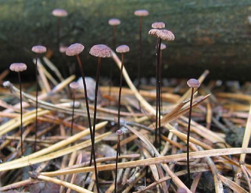 tanečnica čiernohlúbiková / špička žíněná