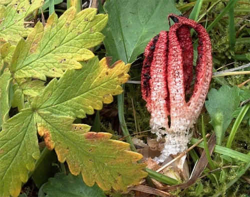 mrežovka kvetovitá / květnatec Archerův