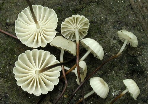 tanečnica golieriková / špička kolovitá