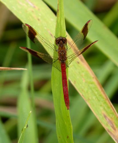 vážka pásavá / vážka podhorní / Banded Darter