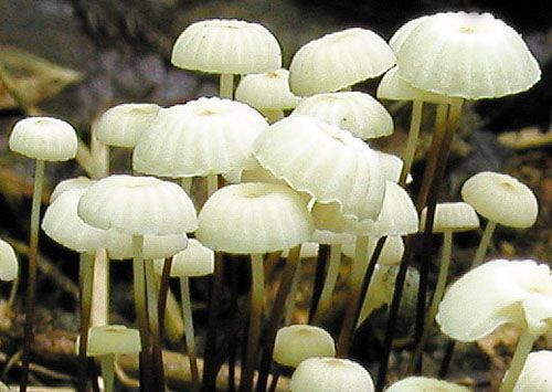 tanečnica golieriková / špička kolovitá