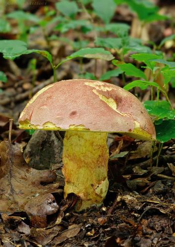 hríb kráľovský / hřib královský