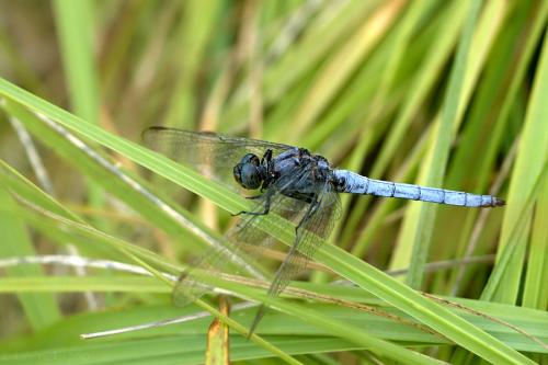 vážka / vážka žlutoskvrnná / Keeled Skimmer