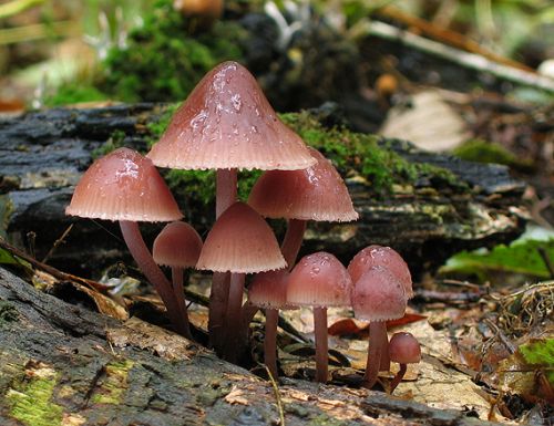 prilbička krvavomliečna / helmovka krvonohá