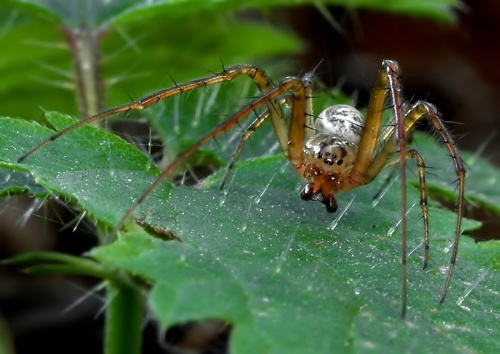 Metellina segmentata