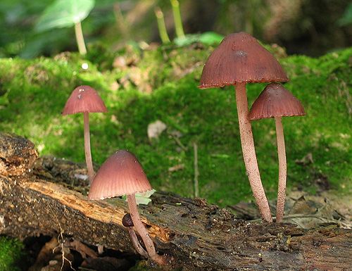 prilbička krvavomliečna / helmovka krvonohá