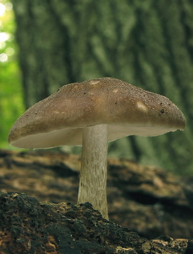 štítovka jelenia / štítovka jelení