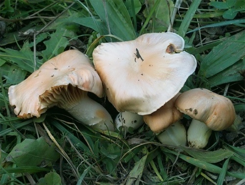 lúčnica statná / voskovka luční