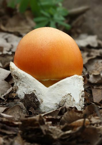 muchotrávka cisárska / muchomůrka císařka