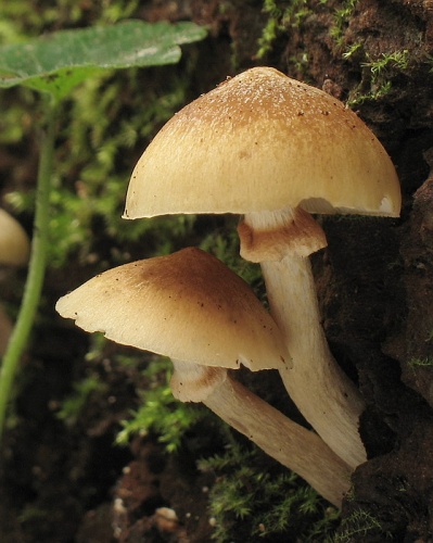 kapucňovka okrovohnedastá / čepičatka jehličnanová