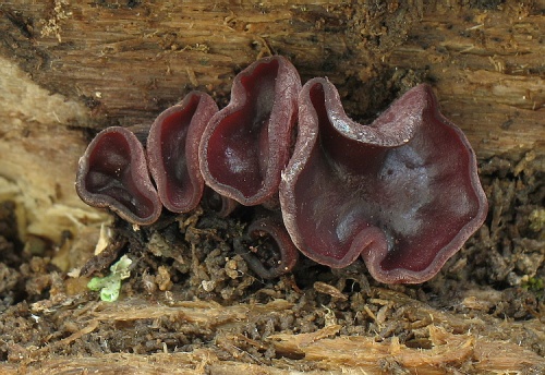 vrtidlovka veľkovýtrusná / čihovitka větší