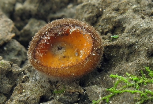 HUBY (bližšie neurčené)