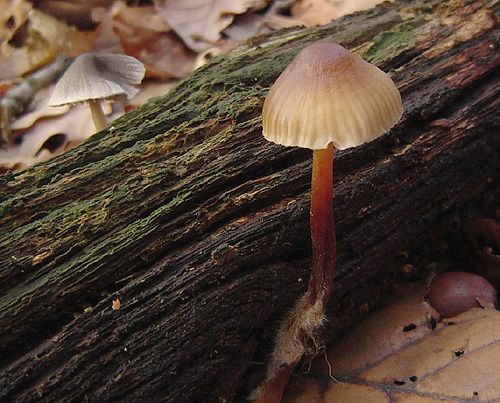 prilbička krvavomliečna / helmovka krvonohá