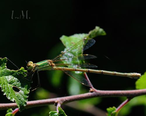 šidlovka / šídlatka brvnatá / Migrant Spreadwing