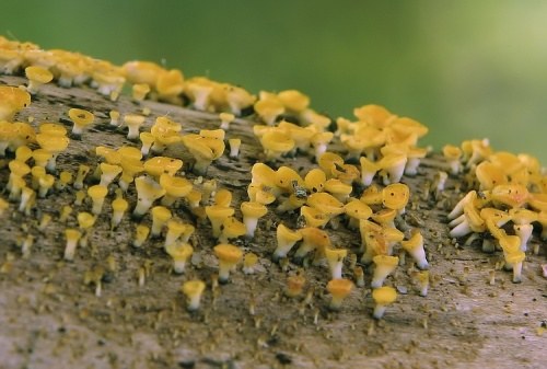 čiašočka (bližšie neurčená)