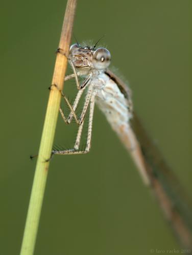 šidlovka hnedá / šídlatka hnědá / Common Winter Damselfly