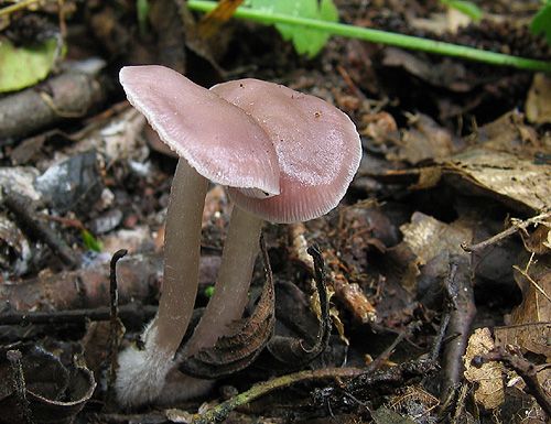 prilbička reďkovková / helmovka ředkvičková