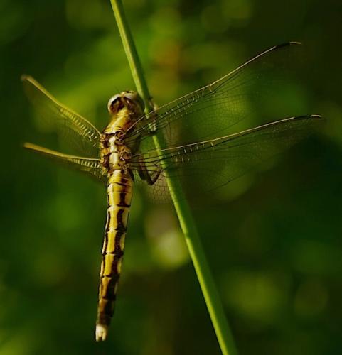 vážka / vážka bělořitná / White-tailed Skimmer