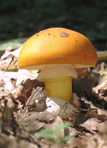 muchotrávka cisárska / muchomůrka císařka