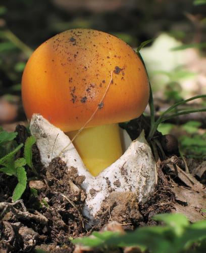 muchotrávka cisárska / muchomůrka císařka