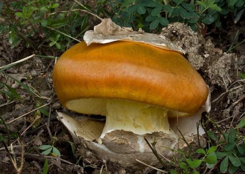 muchotrávka cisárska / muchomůrka císařka