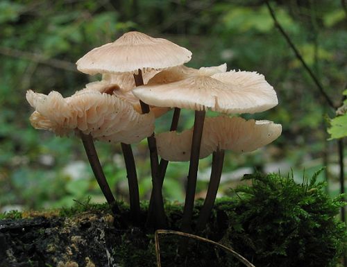 prilbička ružovolupeňová / helmovka tuhonohá