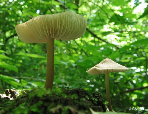prilbička ružovolupeňová / helmovka tuhonohá