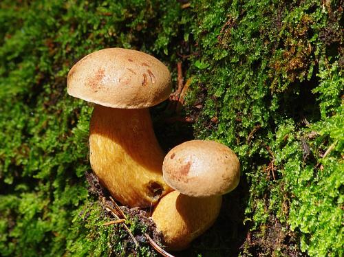 podhríb žlčový / hřib žlučník