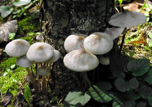 prilbička ružovolupeňová / helmovka tuhonohá